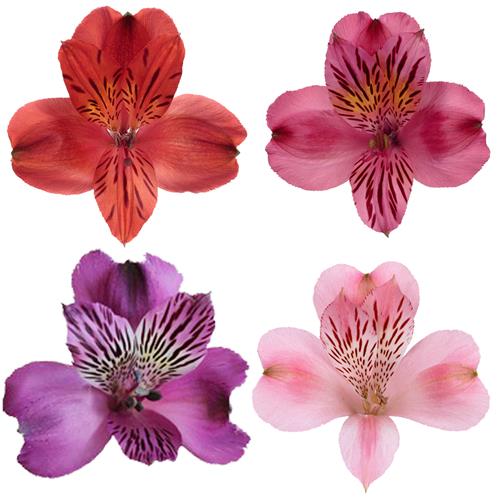 CUPID PACK 2023 ALSTROMERIA ASSORTED COLORS